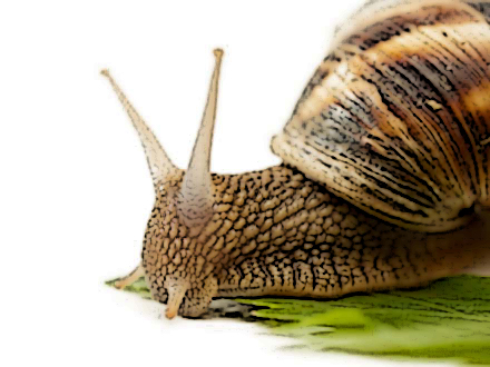 snail macro on a lavage stem crawling